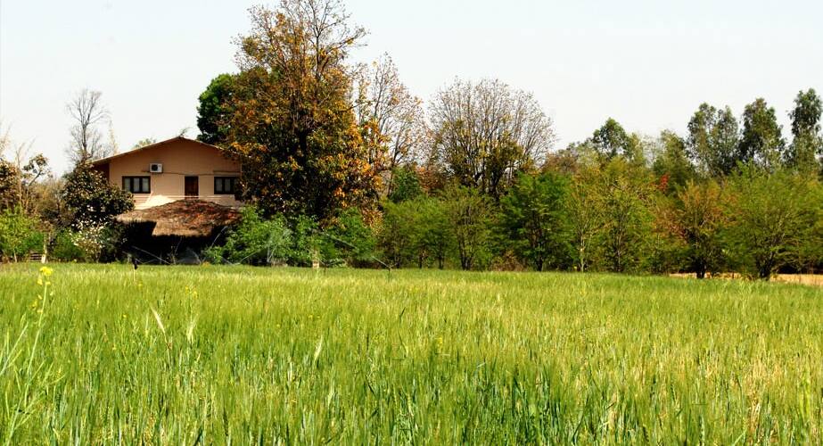 Camp Aranya, Bandhavgarh 4